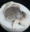 Tumidocarcinus Crab Fossil - New Zealand #4643-3